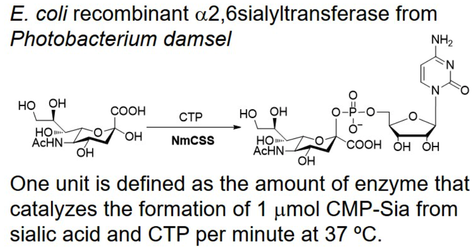 CMP-sialic acid synthetase; NmCSS